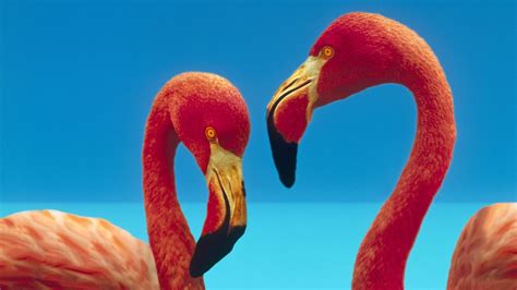 Download Animal Flamingo HD Wallpaper