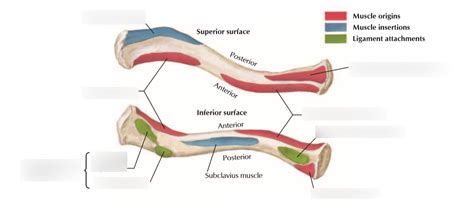 Clavicular Muscle Attachments Diagram | Quizlet