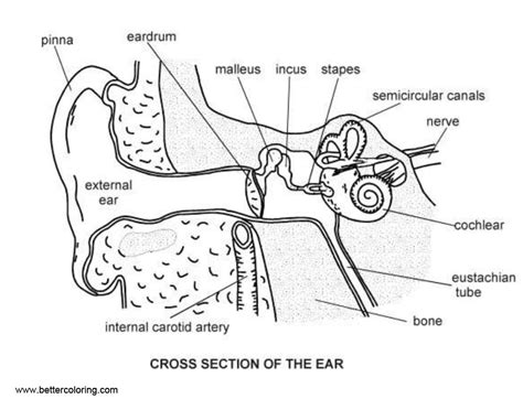 Anatomy Coloring Pages Ear Diagram - Free Printable Coloring Pages