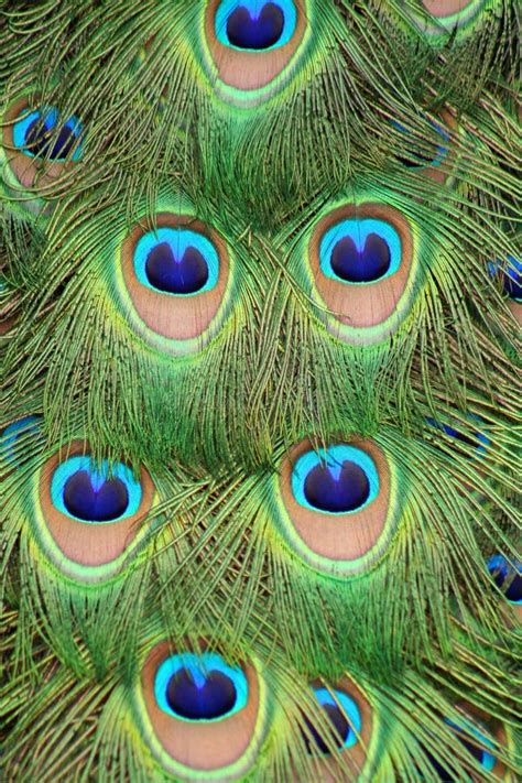 Peacock tail feathers stock photo. Image of soft, eyes - 5829550