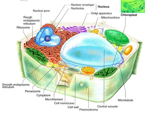 plant cell structure lesson plan : Biological Science Picture Directory – Pulpbits.net