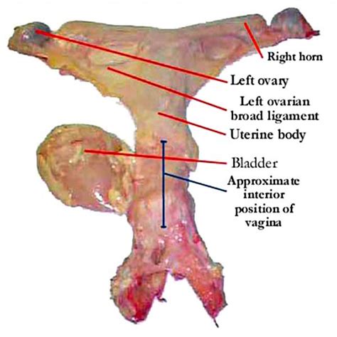 The Mare Reproductive Tract Dissected • Equine-Reproduction.com, LLC