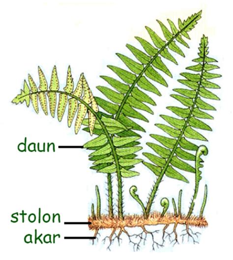 BIOLOGY: Characteristics of Pteridophyta