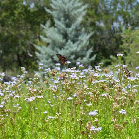 Texas Hill Country Wildflowers | Hill Country Trail Region | Texas Time ...