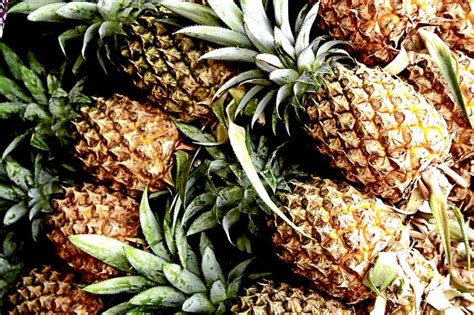 Mambulaoans WorldWide Buzz: NEWSFEATURE: New pineapple varieties on test in CamNorte