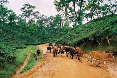 Tea Garden At Sylhet, Bangladesh Stock Image - Image of jaflaong ...