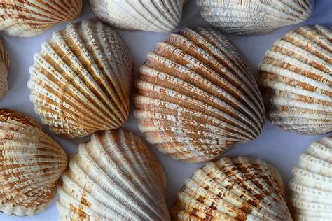 Sea Shells Close Up Free Stock Photo - Public Domain Pictures