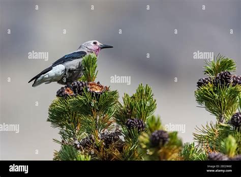 Clark's Nutcracker, Nucifraga columbiana, gathering Whitebark Pine ...