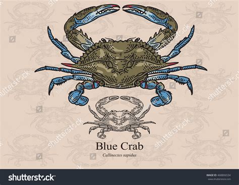 Blue Crab Vector Illustration Refined Details Stock Vector (Royalty ...