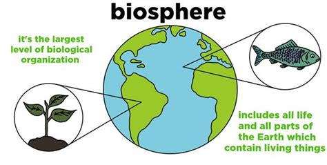 Kneip, Maria / Biology of the Living Earth