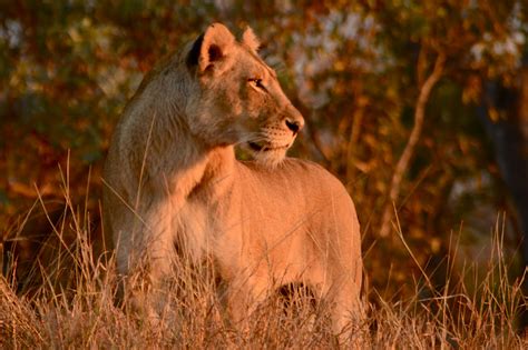 Girl with a Nikon Photography: Africa- Big Cats