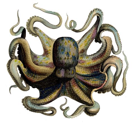 11 Octopus Images! - The Graphics Fairy