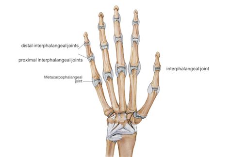 Wrist Hand Anatomy