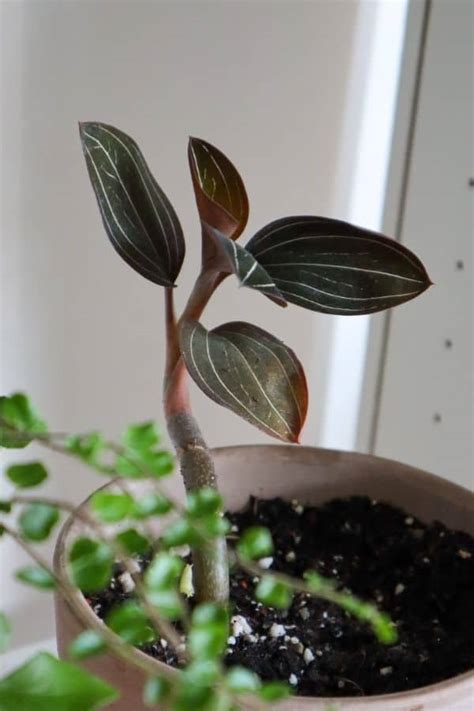 Jewel Orchid 101: How to Grow Real Gems (Varieties & Care)