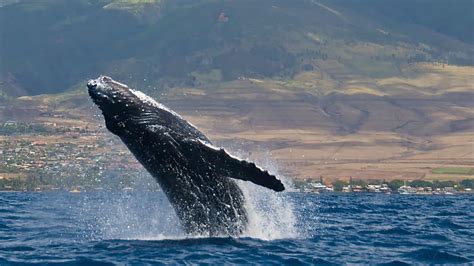 Humpback Whale Behavior Guide - Maui Ocean Center