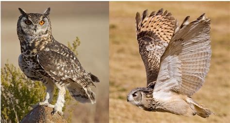 11 Species of Owls Found in Kenya! (2024) - Bird Watching HQ