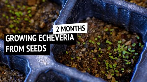 Growing echeveria from seeds - 2 months in! - YouTube