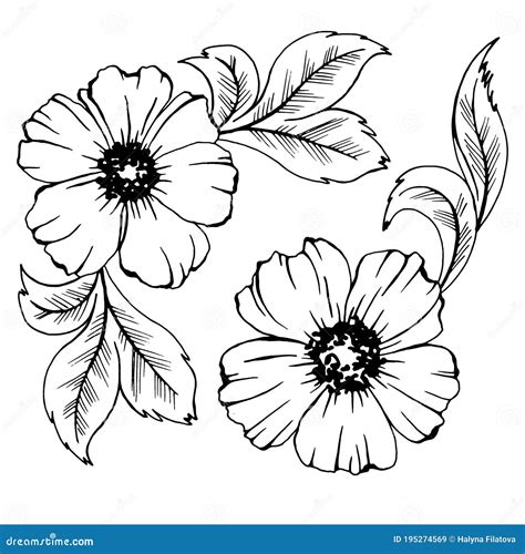 Drawing in Black and White, Flowers and Leaves, Vector Illustration, Isolate Stock Vector ...