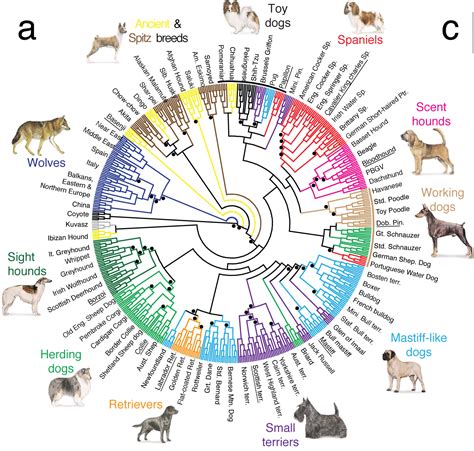 All About Dogs: Chart of the Different Breeds of Dogs