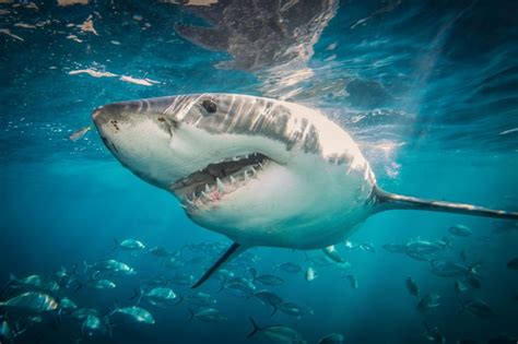 Sydney’s beaches shut after first fatal shark attack in 60 years - Moneyweb