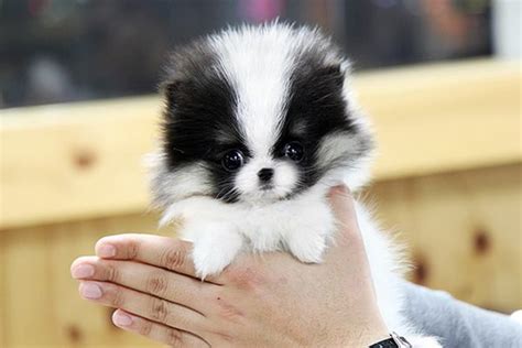 20 Beautiful And Strange Animal Pictures | Toy pomeranian puppies, Pomeranian puppy, Toy pomeranian