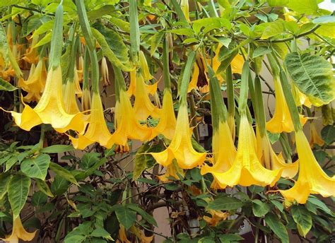 Angel Trumpet Yellow- BRUGMANSIA SEEDS - Huge, Fragrant Trumpet flowers - Annual & Biennial Seeds