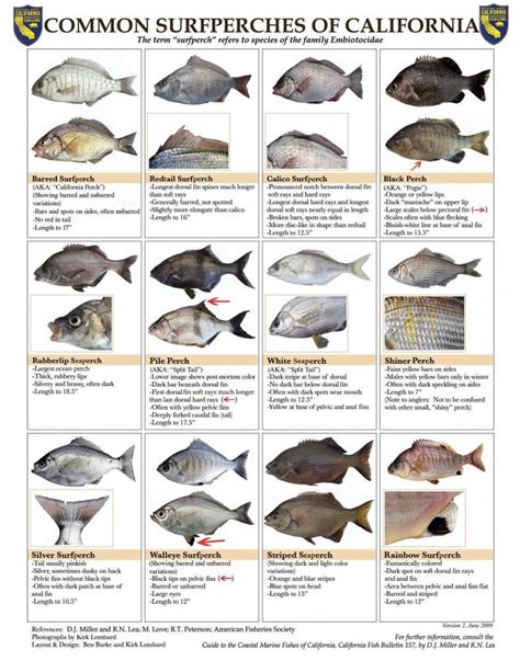 Common Surfperches of California, Identification and limits. The ...