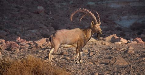 Ibex - A-Z Animals