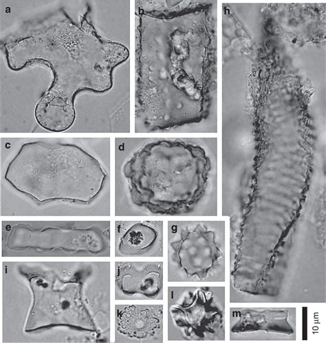 Examples of phytoliths from the Sarmiento formation.(a) Anticlinal... | Download Scientific Diagram