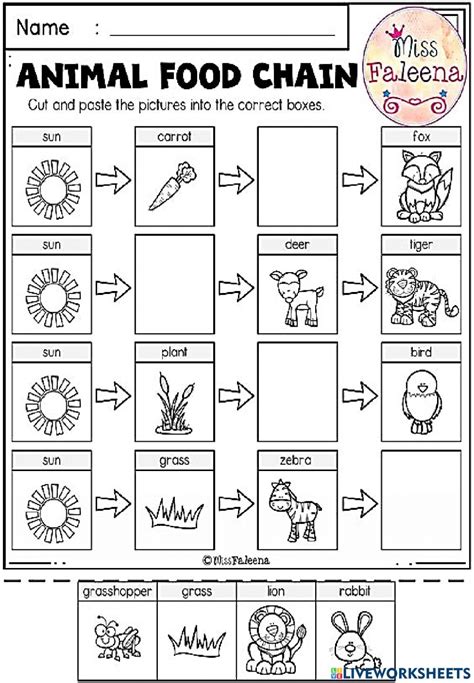 Food Chain Worksheet Pdf for Kids