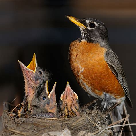 Baby Birds Out of the Nest | Blog | Weston Nurseries