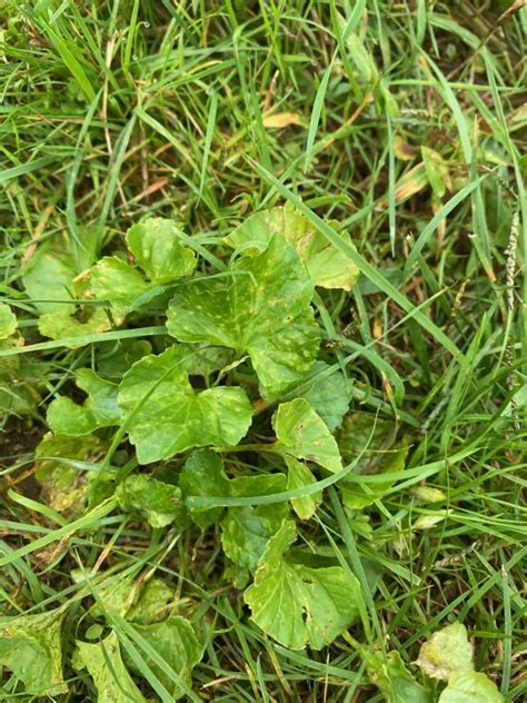 Wild Violets: How To Get Rid Of Violets In Your Lawn - Lawn Phix