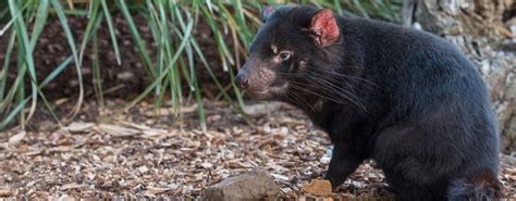 Tasmanian devil conservation project turns tragic for birds