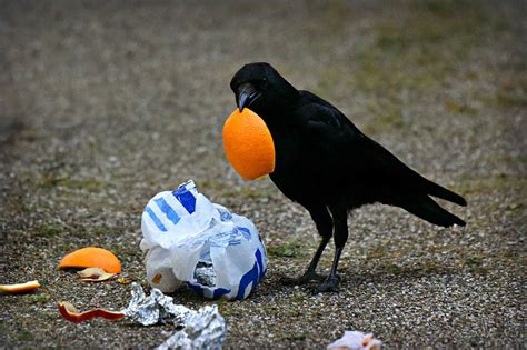 What Do Crows Eat? The Crow Diet Explained - Optics Mag