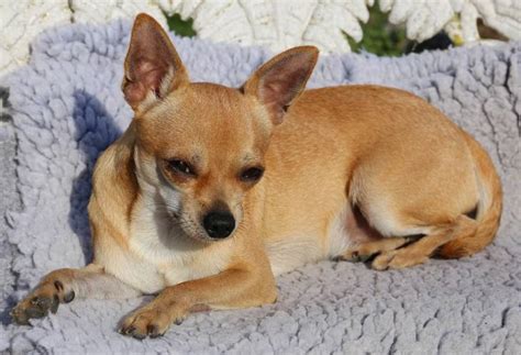 Small Dog, Big Energy: The Best Toys for Chihuahuas