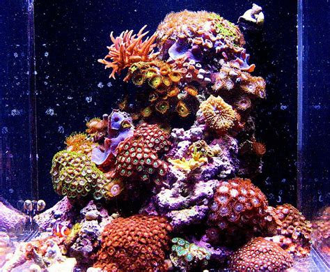 karlo - 2009 Featured Nano Reefs - Featured Aquariums - Monthly ...