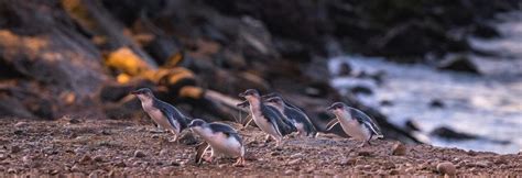 Penguins in New Zealand | 100% Pure NZ