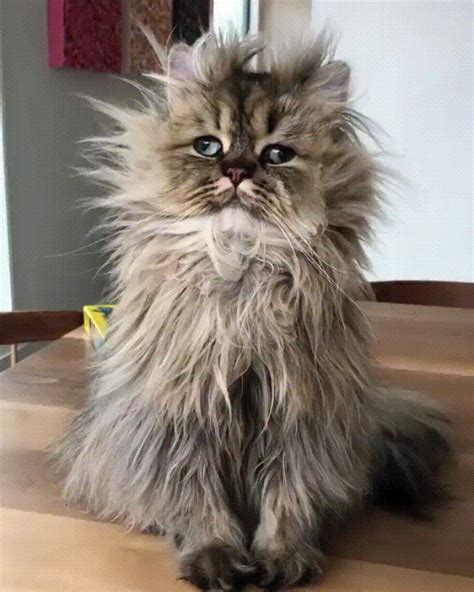 “I just woke up. Give me a minute.” (Source: http://ift.tt/2EtThYv) | Funny animals, Cats and ...