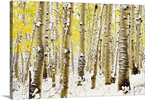 Aspen Grove In Winter Wall Art, Canvas Prints, Framed Prints, Wall Peels | Great Big Canvas