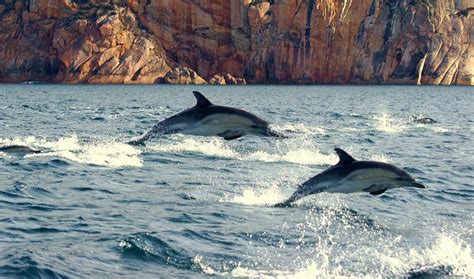 Leaping Dolphins stock photo. Image of dolphin, water - 3060488