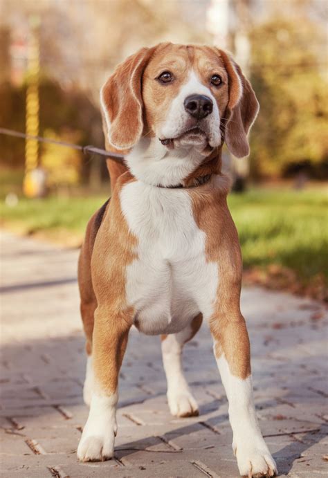 Lemon Beagle – 33 Fantastic Facts from History to Present Day