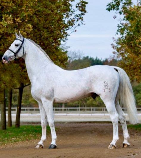 Cabrio Z, Holsteiner, double registered Zangersheide, sporthorse jumper stallion. (With images ...