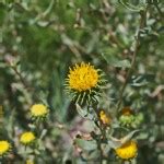 Grindelia nuda ssp. aphanactis | Gumweed | Medicinal Uses | Charles W. Kane | Applied Medical Botany