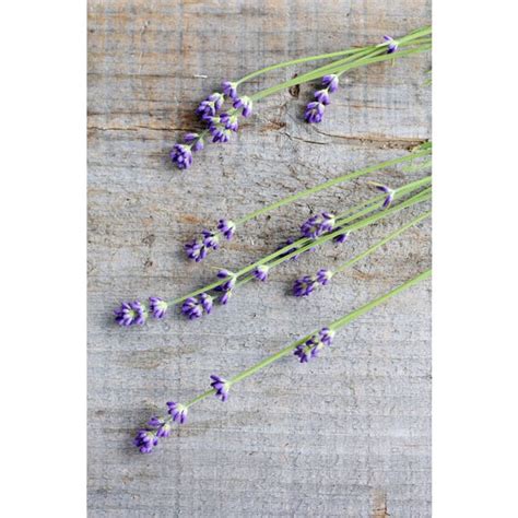 Munstead Lavender – Pinetree Garden Seeds