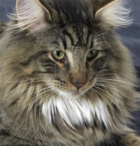 Norwegian Forest Cat - Information, Health, Pictures & Training Pet Paw