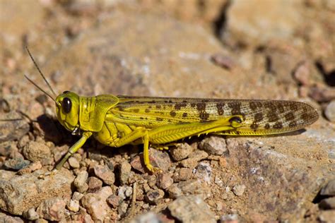 Orthoptera - Orthopterans - Hopprätvingar