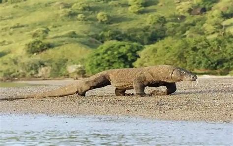 Komodo Dragon: History, Facts, Size, Habitat, Classification & Much ...