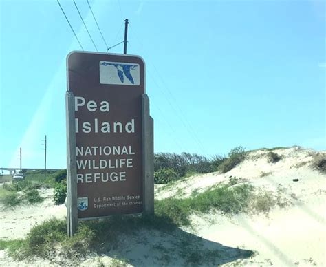 Pea Island National Wildlife Refuge (Rodanthe) - 2020 All You Need to Know BEFORE You Go (with ...