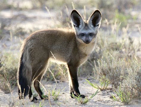 Bat-eared Fox – BirdLife eThekwini KZN