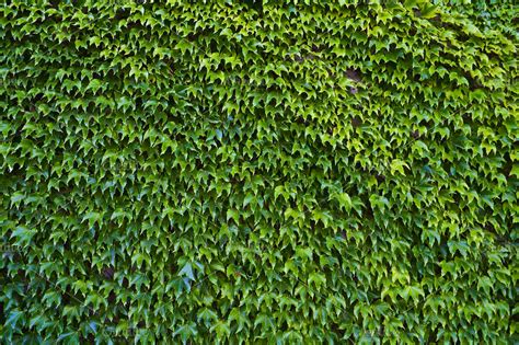 Ivy background | High-Quality Nature Stock Photos ~ Creative Market